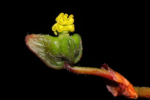 Image of Begonia veitchii by (c) Paúl Gonzáles, some rights reserved (CC BY)