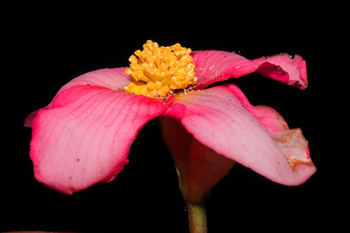 Image of Begonia veitchii by (c) Paúl Gonzáles, some rights reserved (CC BY)
