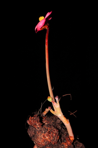 Image of Begonia veitchii by (c) Paúl Gonzáles, some rights reserved (CC BY)
