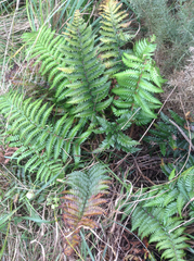 Polystichum wawranum