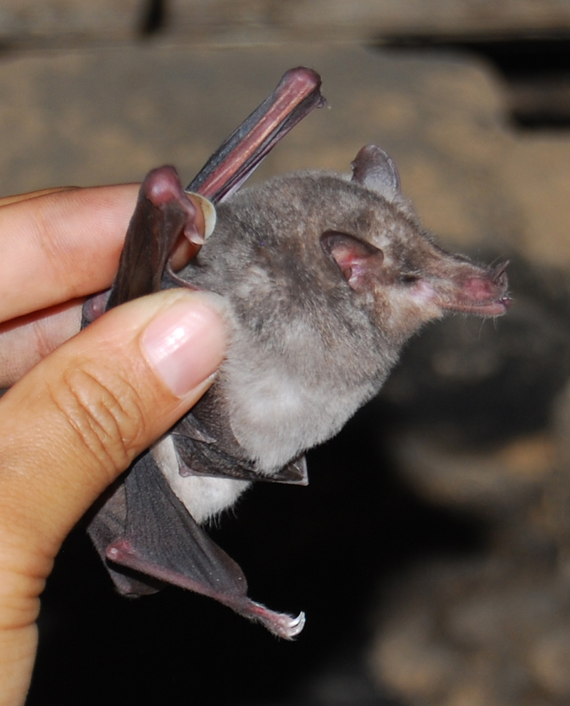 Long-snouted Bat
