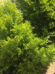 Platycladus orientalis