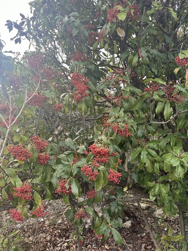 Foto de Photinia x fraseri