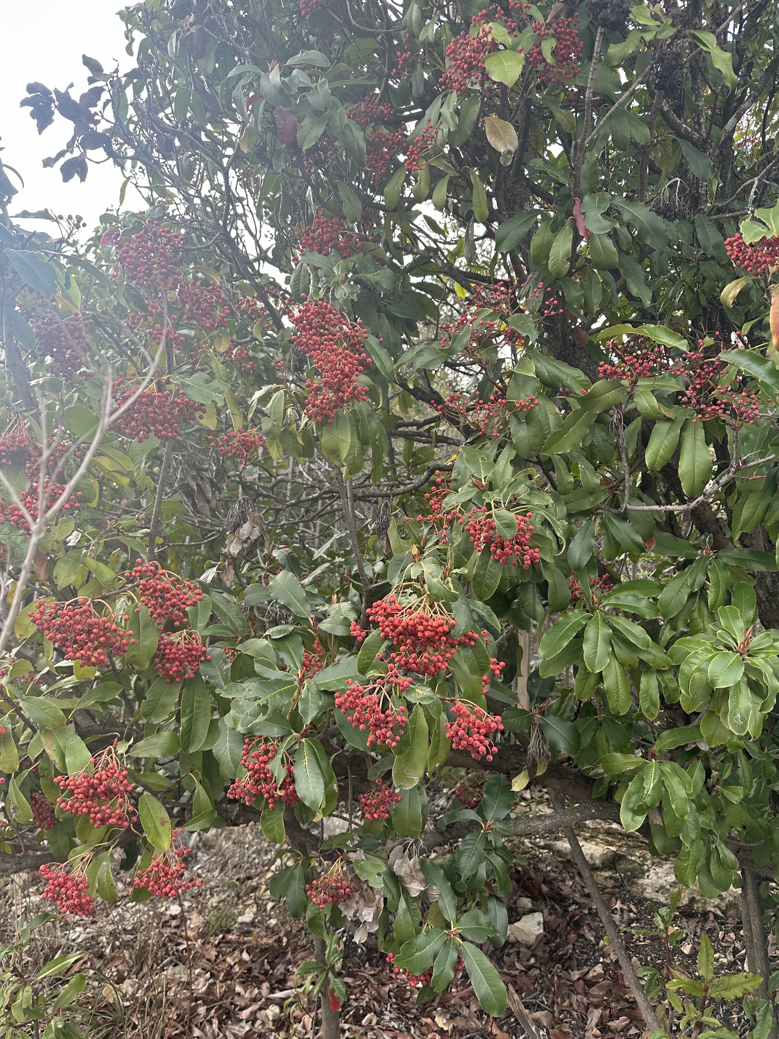 Imagem de Photinia x fraseri