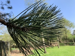 Pinus nigra laricio