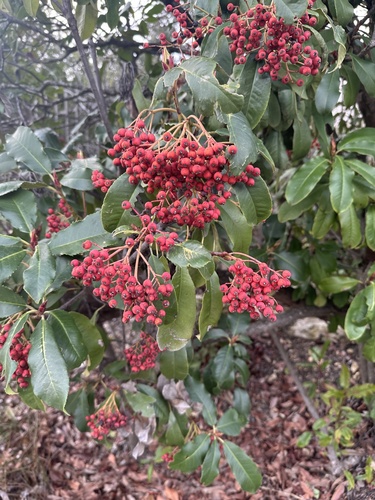 Foto de Photinia x fraseri