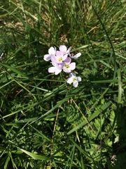Cardamine pratensis