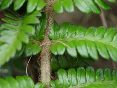 Polystichum wawranum