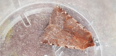 Cerastis rubricosa