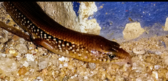 Riopa albopunctata