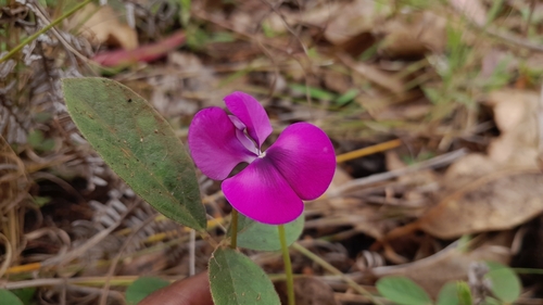 Madagascar bean (Vigna angivensis)