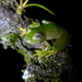 Lages Glass Frog - Photo (c) oliprioli, some rights reserved (CC BY-NC), uploaded by oliprioli