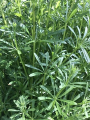 Galium