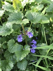 Glechoma hederacea