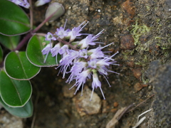 Veronica obtusata