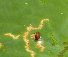 Galerucella nymphaeae