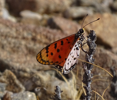 Acraea hypoleuca