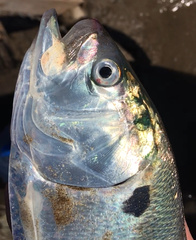Brazilian Menhaden photo 4