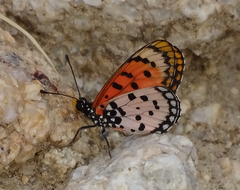 Acraea hypoleuca