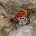 Namibian Acraea - Photo (c) Peter Erb, some rights reserved (CC BY-NC), uploaded by Peter Erb