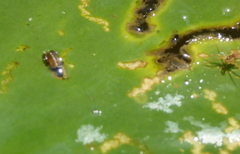 Galerucella nymphaeae