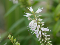 Veronica macrocarpa
