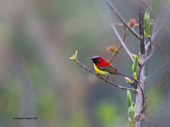 Aethopyga gouldiae
