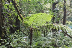 Cyathea delgadii