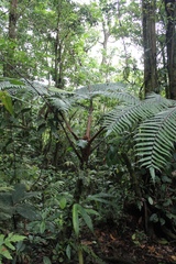 Cyathea delgadii