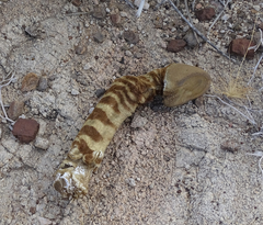 Equus zebra hartmannae