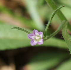 Convolvulus simulans