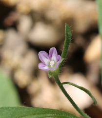 Convolvulus simulans