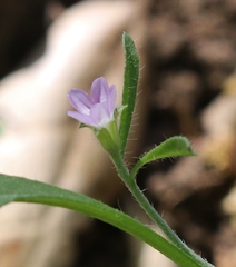 Convolvulus simulans