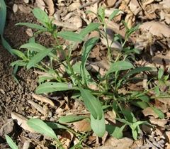 Convolvulus simulans