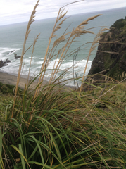 Austroderia splendens