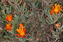 Lampranthus aureus
