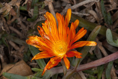 Lampranthus aureus