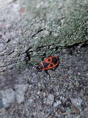 Pyrrhocoris apterus