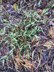Dichanthelium strigosum