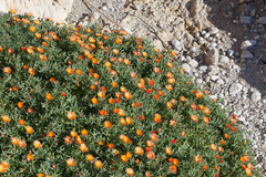 Lampranthus aureus