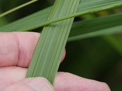 Austroderia splendens