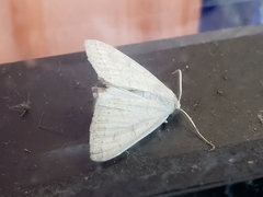 Chytolita morbidalis