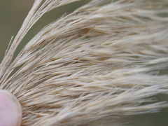 Austroderia splendens
