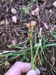 Rhynchospora megalocarpa