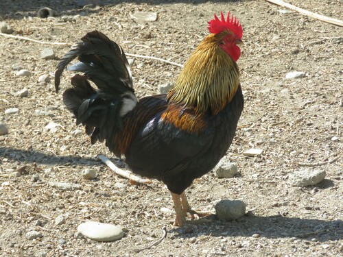 Domestic Chicken