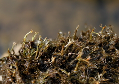 Podostemum ceratophyllum