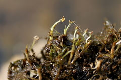 Podostemum ceratophyllum