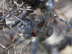 Hakea decurrens physocarpa