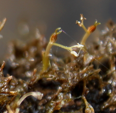 Podostemum ceratophyllum