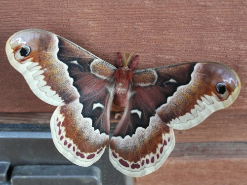 Promethea Silkmoth Common Moth And Butterflies Of Indiana · Inaturalist